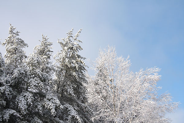 snow covered tree tops in the sunlight