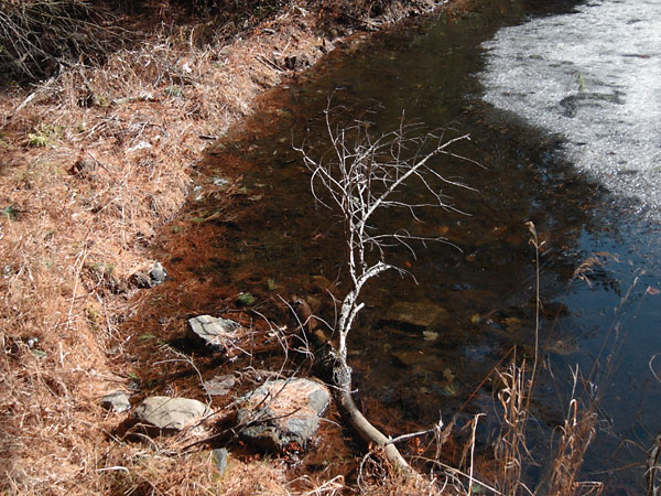 beaver pond along the Young Lake Road in the Petawawa Research Forest