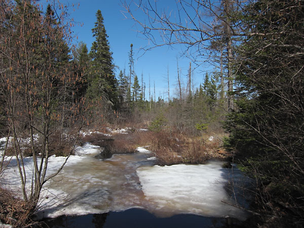 spruce swamp along the Young Lake Road in the Petawawa Research Forest