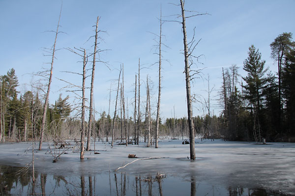 Barron River in Algonquin Park
