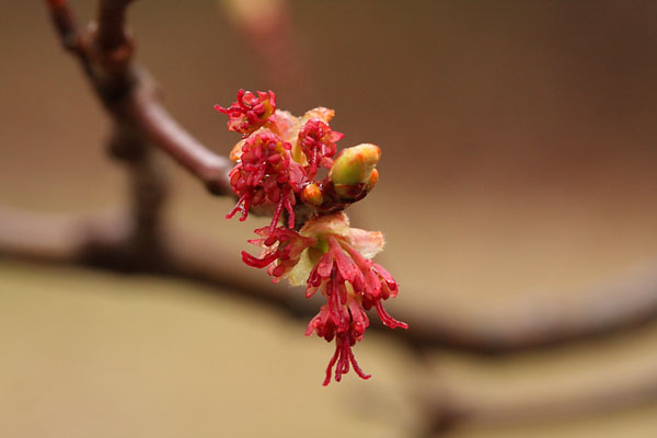 red maple flower