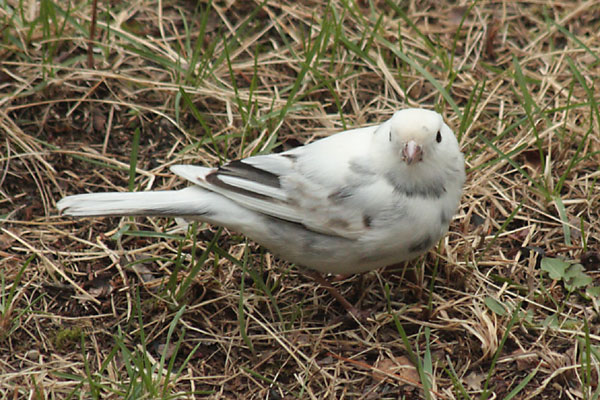 Leucistic DarkEyed Junco