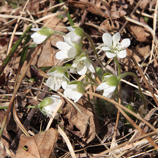 Anemone americana Roundlobed hepatica