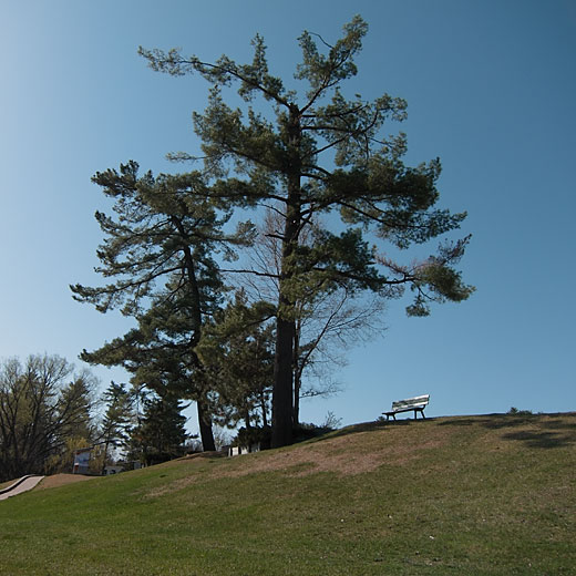 White Pines at Centennial Rock in Deep River