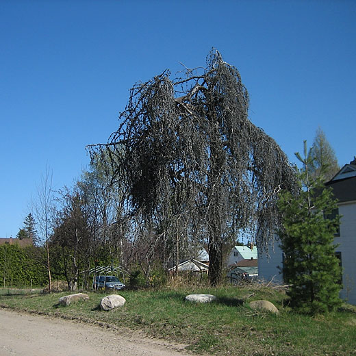 Dead jack pine in Deep River