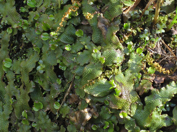 Liverwort