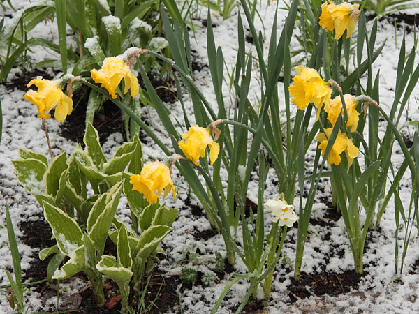 daffodils in the snow