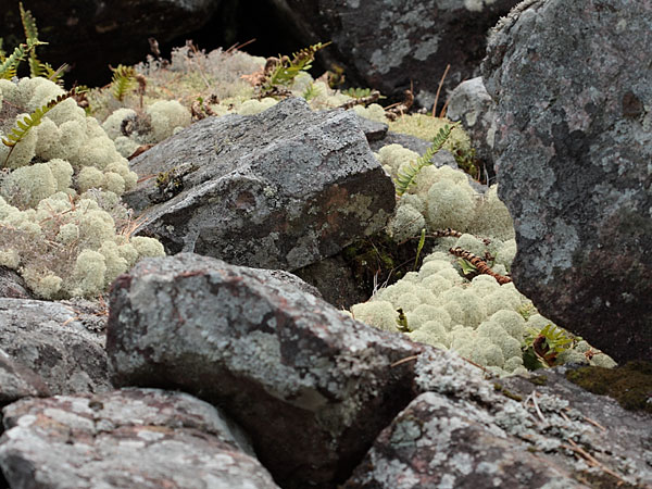 Lichen growing in the Barron Canyon in Algonquin Park