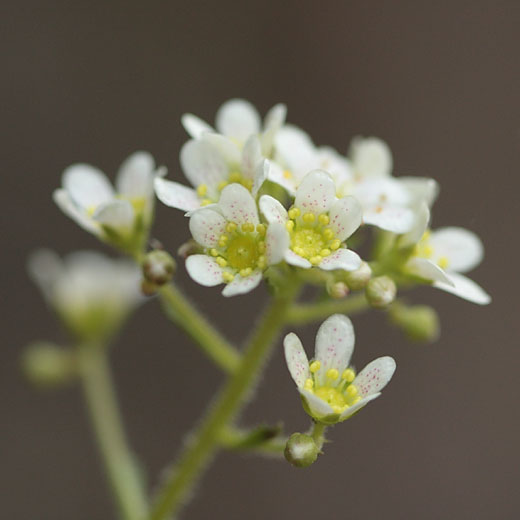 Saxifraga paniculata encrusted saxifrage White Mountainsaxifrage in bloom