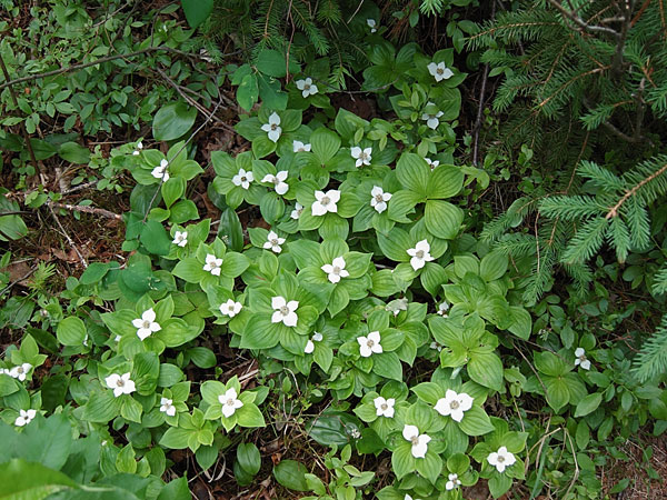 Cornus canadensis Bunchberry