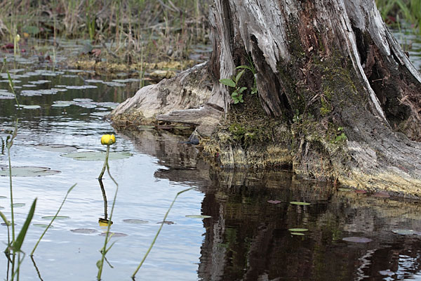 Nuphar variegata Bullhead PondLily Yellow Cowlily Yellow PondLily