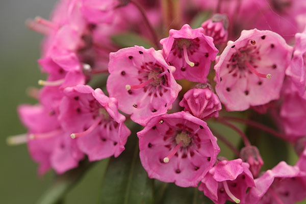 Kalmia angustifolia Sheeplaurel