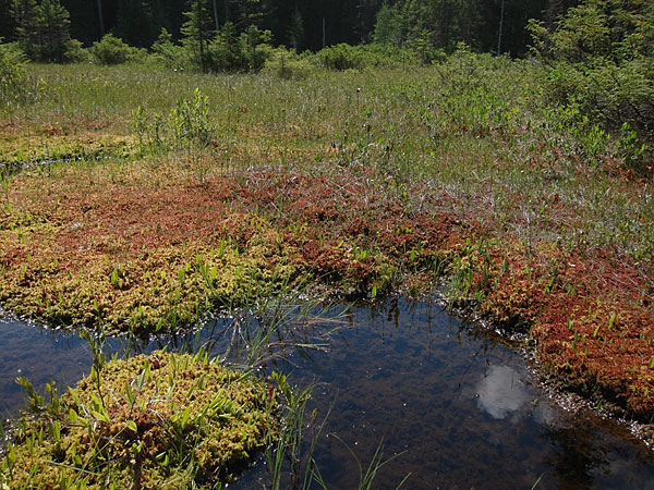 sphagnum moss lawn in wetland