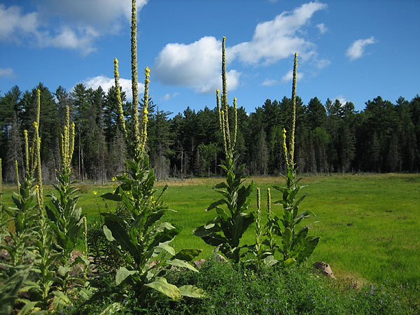 mulleins in beaver meadow in the Petawawa Research Forest