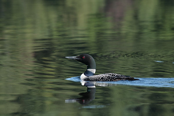 loon on Grand Lake in eastern Algonquin Park