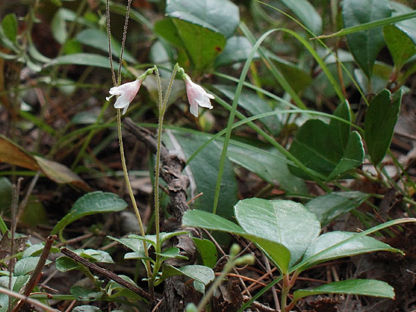 Linnaea borealis Twinflower