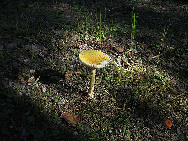 mushroom in the Petawawa Research Forest