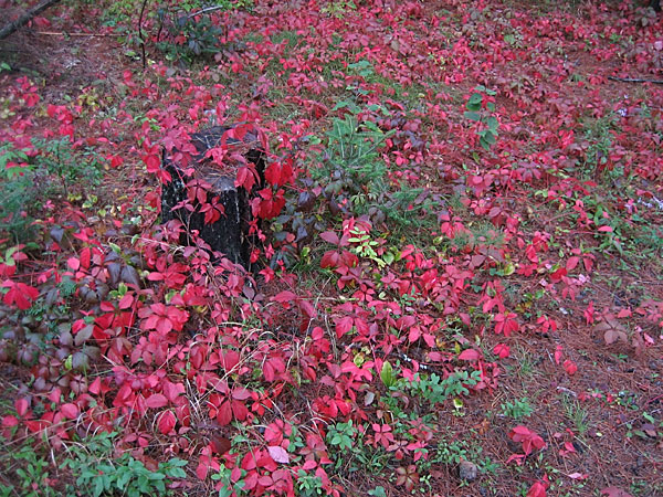 Virginia Creeper
