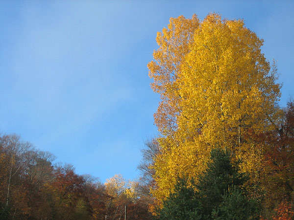 yellow tree in the Petawawa Research Forest