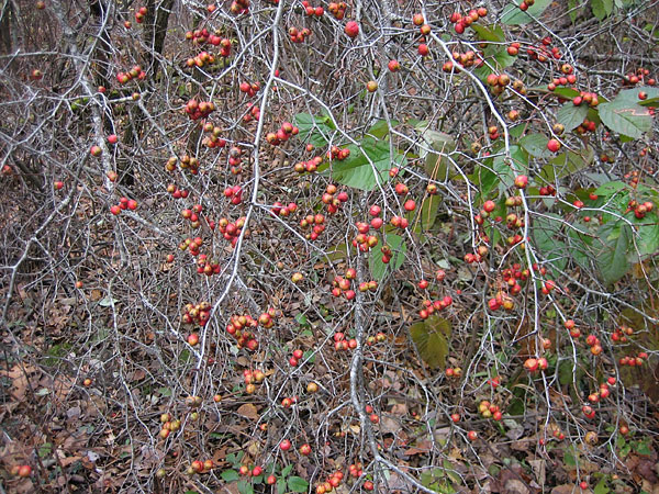 haws at Driftwood Provincial Park