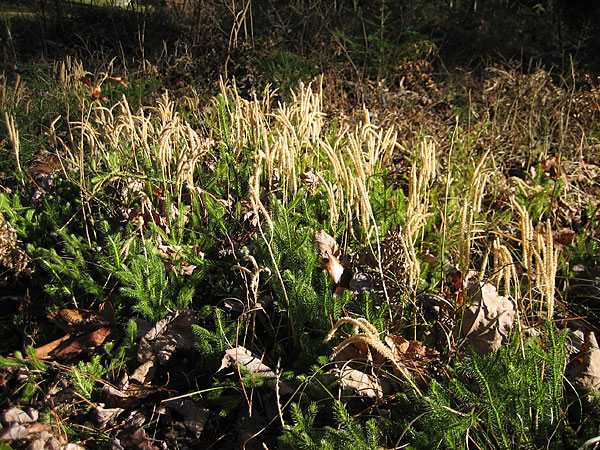Lycopodium