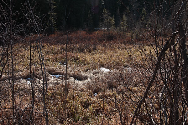 along hwy 60 in Algonquin Park