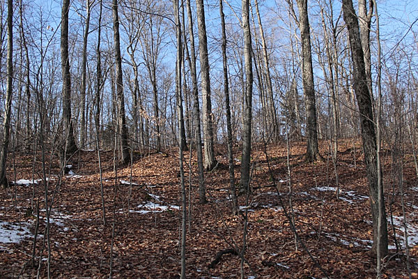 along the Hemlock Bluff Trail in Algonquin Park