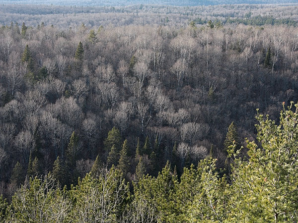the Lookout Trail in Algonquin Park