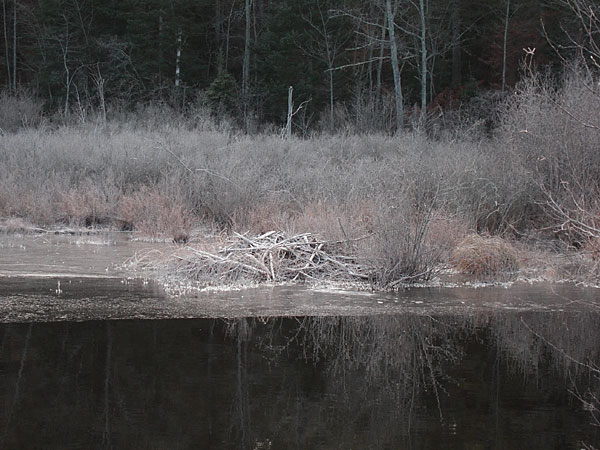 beaver house on the Chalk River at Corry Lake Bridge