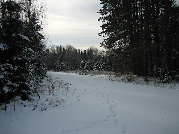 wolf tracks along Racehorse Road in the Petawawa Research Forest