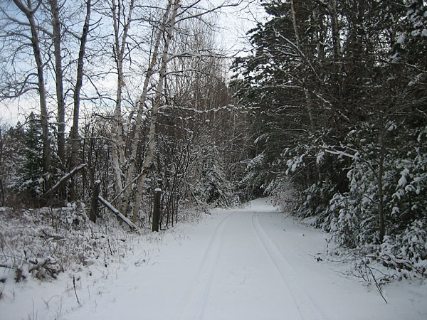 Woermke Road in the Petawawa Research Forest