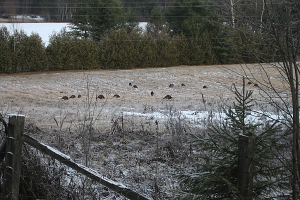 wild turkey