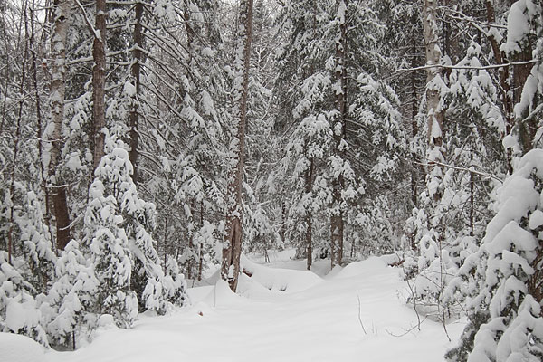 HSA Ski Trail in the Petawawa Research Forest