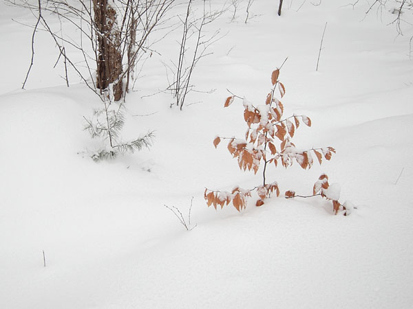 Petawawa Research Forest