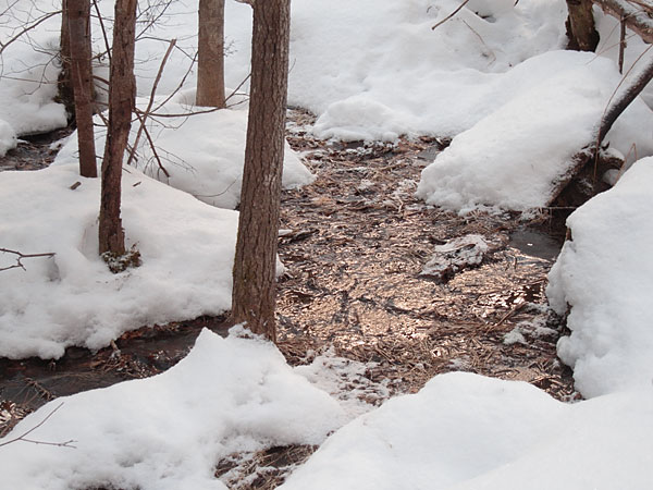 along the HSA Ski Trail in the Petawawa Research Forest