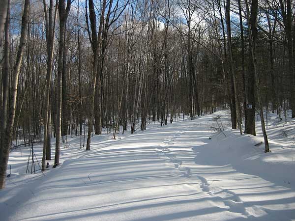 R1 in the Petawawa Research Forest