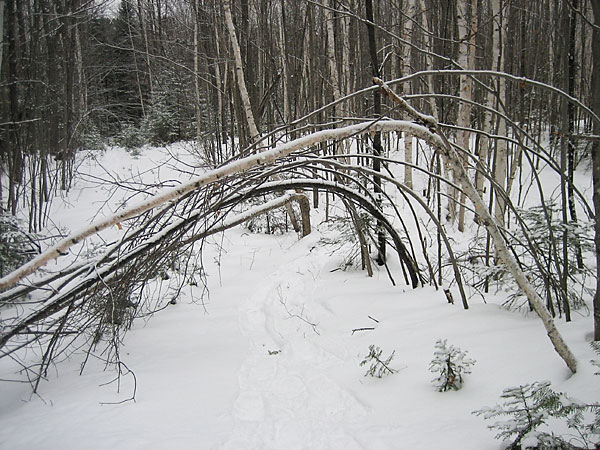tree arch in the Petawawa Research Forest