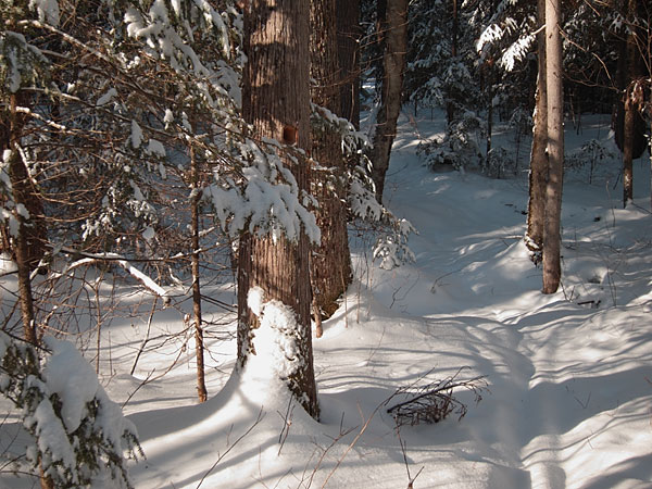 Maunsell Lake Trail in the Petawawa Research Forest