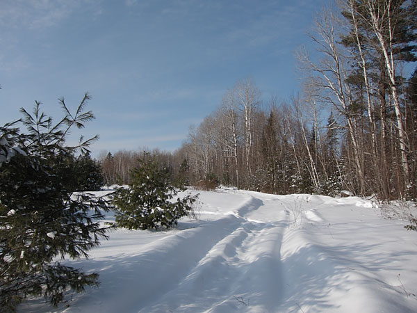 near Thomas Lake in the Petawawa Research Forest