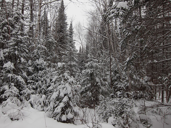control line O at Woermke Road in the Petawawa Research Forest