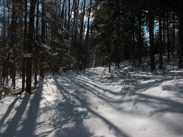 Maunsell Lake Trail in the Petawawa Research Forest