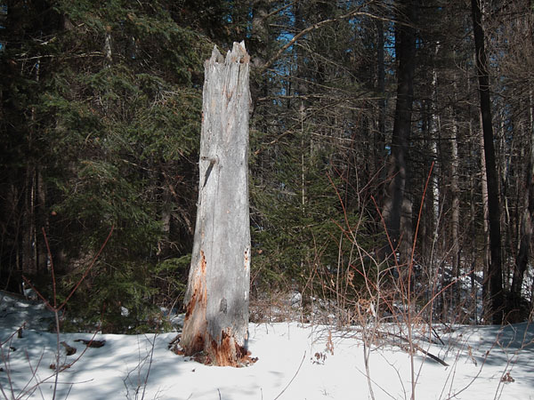 Maunsell Lake in the Petawawa Research Forest