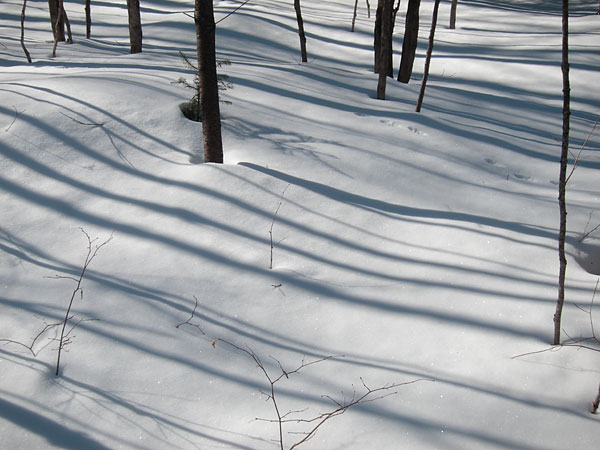 tree shadows in the Petawawa Research Forest