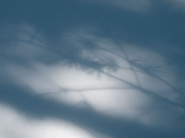white pine shadow in the Petawawa Research Forest