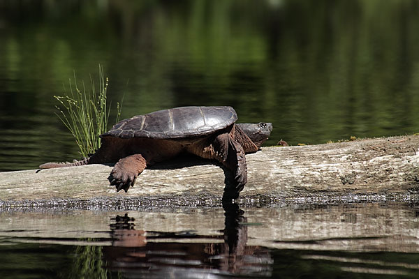 snapping turtle in eastern Algonquin Park