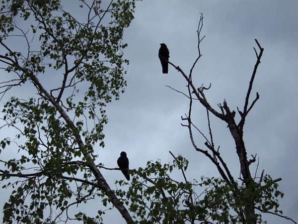 Crows