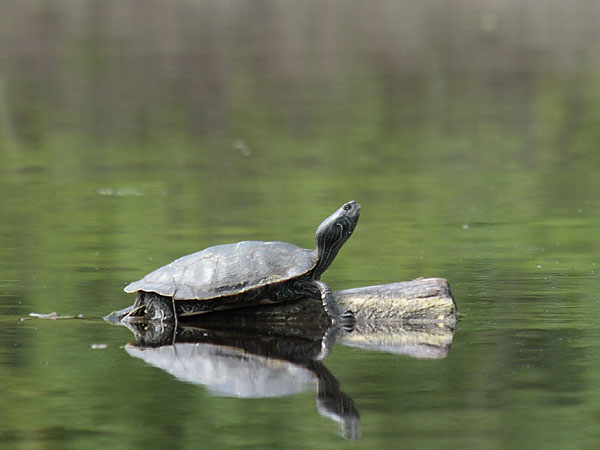 basking turtle at Presquisle on the Ottawa River near Point Alexander