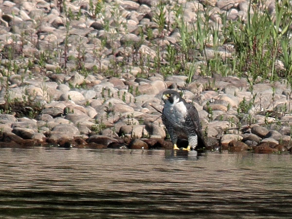 peregrine falcon