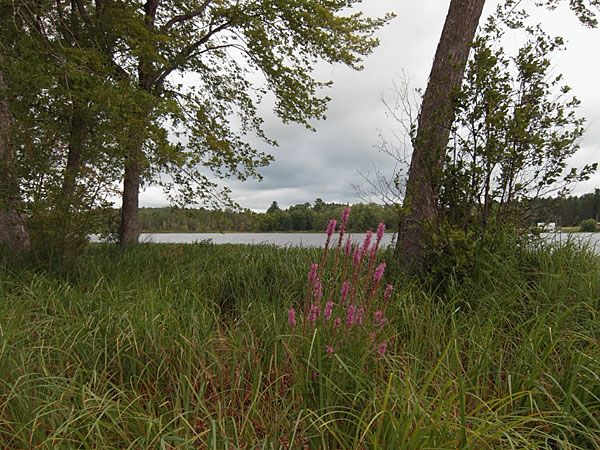 Purple Loosestrife at Corry Lake Beach