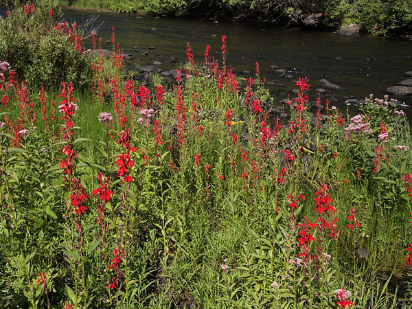 cardinal flowers with joepyeweed along the Barron River in Algonquin Park